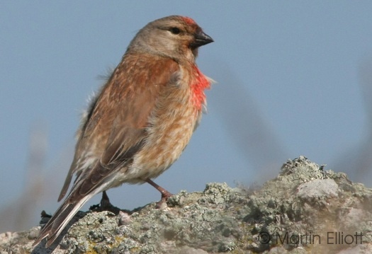 The Male Linnet (Scientific name: Carduelis Cannabina)