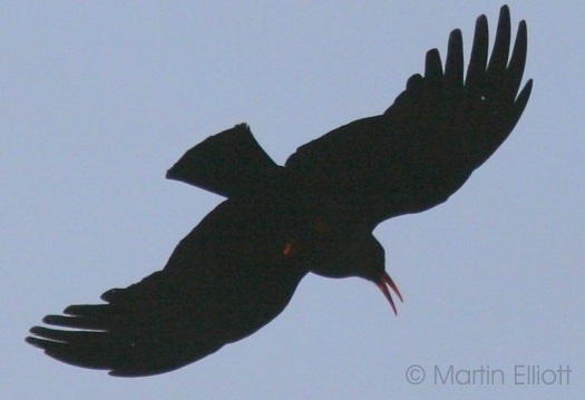 The Red-Billed Chough