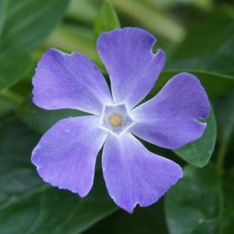 Lesser Periwinkle