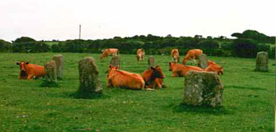 The Merry Maidens Stone Circle with Cows