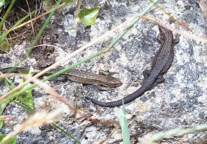 The Common Lizard