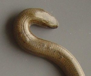 Slow Worm